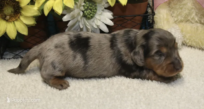 Harper – Miniature Dachshund puppy for sale in Milan, IN