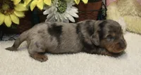 Harper, a female Miniature Dachshund for sale in Milan, IN – 1 of 8