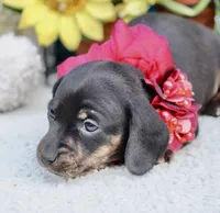 Luna, a female Miniature Dachshund for sale in Milan, IN – 3 of 6
