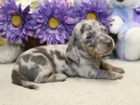 Hank, a male Miniature Dachshund for sale in Milan, IN – 4 of 8