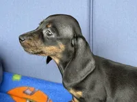 Ollie, a male Miniature Dachshund for sale in Milan, IN – 3 of 8