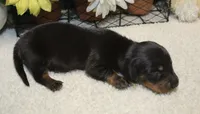 Elijah, a male Miniature Dachshund for sale in Milan, IN – 3 of 8
