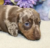 Kit, a male Miniature Dachshund for sale in Milan, IN – 2 of 7