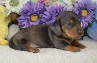 Rocky, a male Miniature Dachshund for sale in Milan, IN – Photo 10 of 10