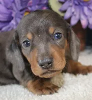 Rocky, a male Miniature Dachshund for sale in Milan, IN – Photo 2 of 10