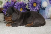 Rocky, a male Miniature Dachshund for sale in Milan, IN – Photo 5 of 10