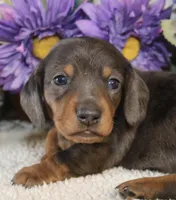 Rocky, a male Miniature Dachshund for sale in Milan, IN – Photo 7 of 10