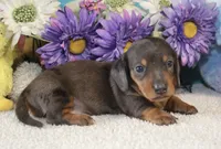 Rocky, a male Miniature Dachshund for sale in Milan, IN – Photo 8 of 10