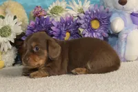 Lola, a female Miniature Dachshund for sale in Milan, IN – Photo 5 of 10