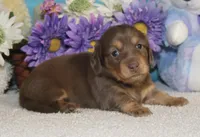 Lola, a female Miniature Dachshund for sale in Milan, IN – Photo 7 of 10