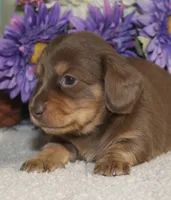 Lola, a female Miniature Dachshund for sale in Milan, IN – Photo 2 of 10