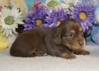 Lola, a female Miniature Dachshund for sale in Milan, IN – Photo 9 of 10