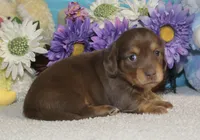 Lola, a female Miniature Dachshund for sale in Milan, IN – Photo 8 of 10