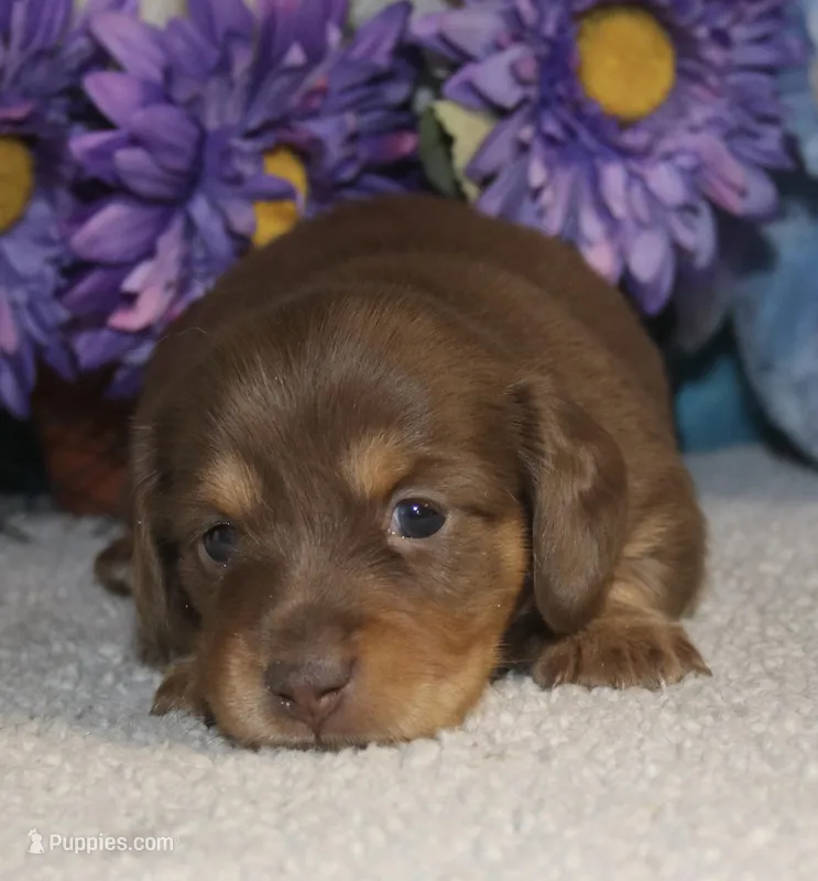 Lola – Miniature Dachshund puppy for sale in Milan, IN