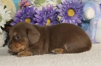 Lola, a female Miniature Dachshund for sale in Milan, IN – Photo 6 of 10