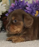 Lola, a female Miniature Dachshund for sale in Milan, IN – Photo 4 of 10