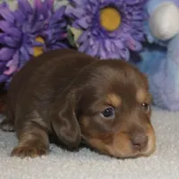 Lola, a female Miniature Dachshund for sale in Milan, IN – Photo 3 of 10