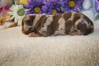 Kolter, a male Miniature Dachshund for sale in Milan, IN – Photo 8 of 8