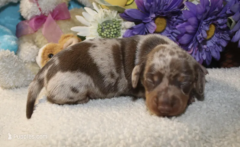 Kolter – Miniature Dachshund puppy for sale in Milan, IN