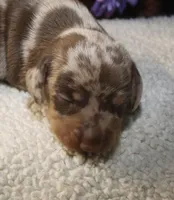 Kolter, a male Miniature Dachshund for sale in Milan, IN – Photo 2 of 8