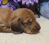 Ford, a male Miniature Dachshund for sale in Milan, IN – 2 of 7