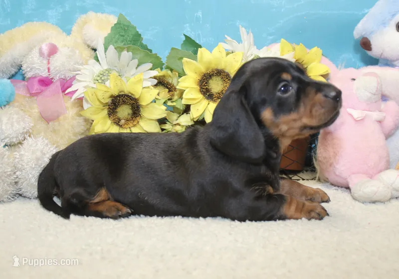 Oliver – Miniature Dachshund puppy for sale in Milan, IN