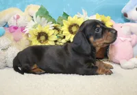 Oliver, a male Miniature Dachshund for sale in Milan, IN – 1 of 7