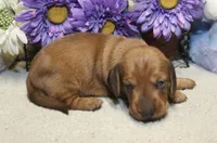 Ford, a male Miniature Dachshund for sale in Milan, IN – 4 of 7