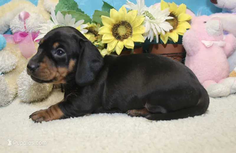 Oliver – Miniature Dachshund puppy for sale in Milan, IN
