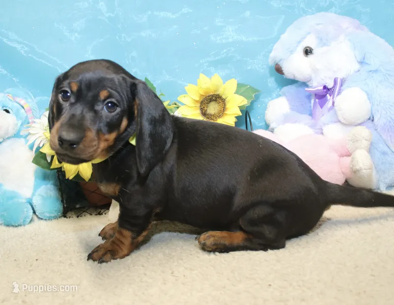 Oliver – Miniature Dachshund puppy for sale in Milan, IN