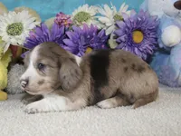 Emma, a female Miniature Dachshund for sale in Milan, IN – Photo 7 of 8