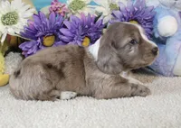 Emma, a female Miniature Dachshund for sale in Milan, IN – Photo 3 of 8