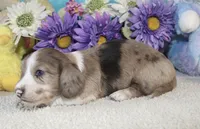 Emma, a female Miniature Dachshund for sale in Milan, IN – Photo 8 of 8