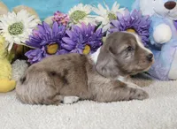 Emma, a female Miniature Dachshund for sale in Milan, IN – Photo 4 of 8