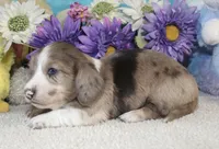 Emma, a female Miniature Dachshund for sale in Milan, IN – Photo 5 of 8