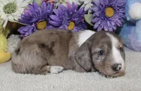 Emma, a female Miniature Dachshund for sale in Milan, IN – Photo 6 of 8