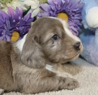 Emma, a female Miniature Dachshund for sale in Milan, IN – Photo 1 of 8