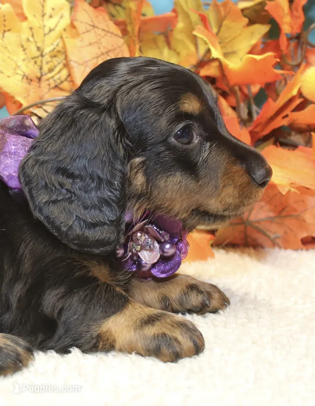 Elijah – Miniature Dachshund puppy for sale in Milan, IN