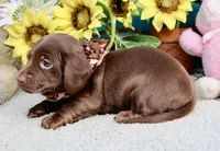Tessa, a female Miniature Dachshund for sale in Milan, IN – 6 of 7