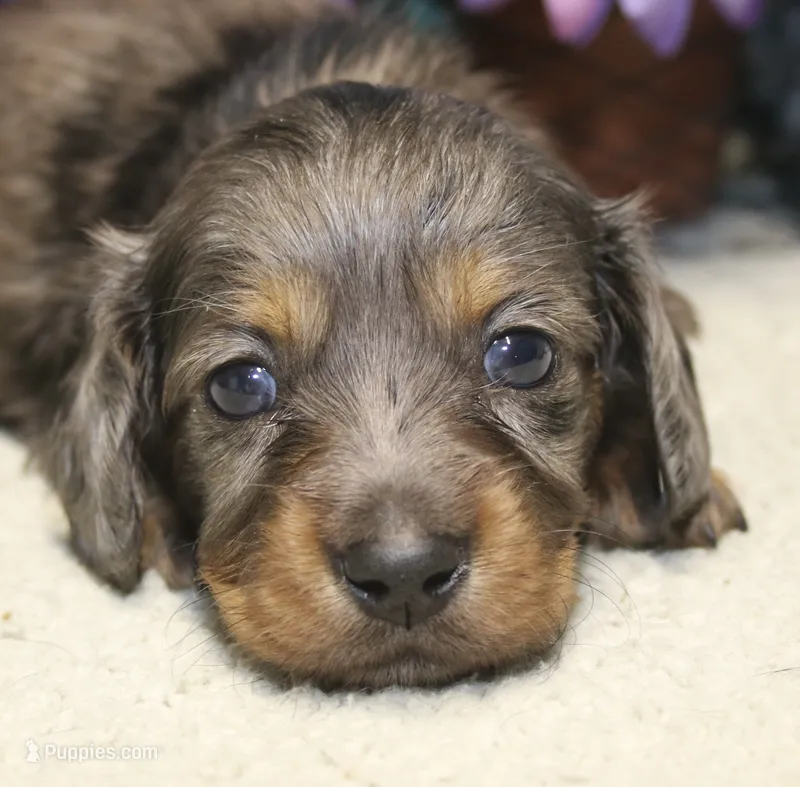 Ella – Miniature Dachshund puppy for sale in Milan, IN