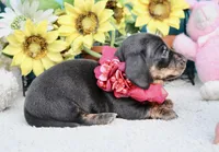 Luna, a female Miniature Dachshund for sale in Milan, IN – 1 of 6