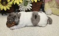 Nora, a female Miniature Dachshund for sale in Milan, IN – 8 of 8