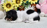 Teddy, a male Miniature Dachshund for sale in Milan, IN – 7 of 8