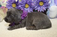 Aubrey, a female Miniature Dachshund for sale in Milan, IN – 8 of 8
