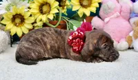 Jemma, a female Miniature Dachshund for sale in Milan, IN – 6 of 8