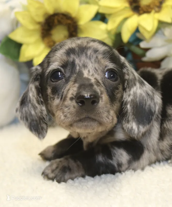 Hoss  – Miniature Dachshund puppy for sale in Milan, IN