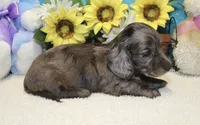 Jess, a male Miniature Dachshund for sale in Milan, IN – 5 of 8