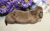 Olivia, a female Miniature Dachshund for sale in Milan, IN – 5 of 6
