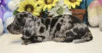 Hoss , a male Miniature Dachshund for sale in Milan, IN – 7 of 7