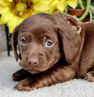 Tessa, a female Miniature Dachshund for sale in Milan, IN – 3 of 7